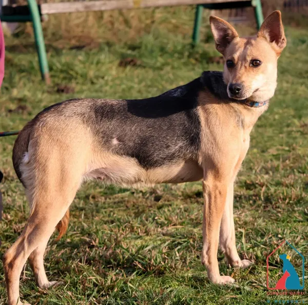 Pies do adopcji, Grudziądz, 17 sierpnia 2023 (3/5)