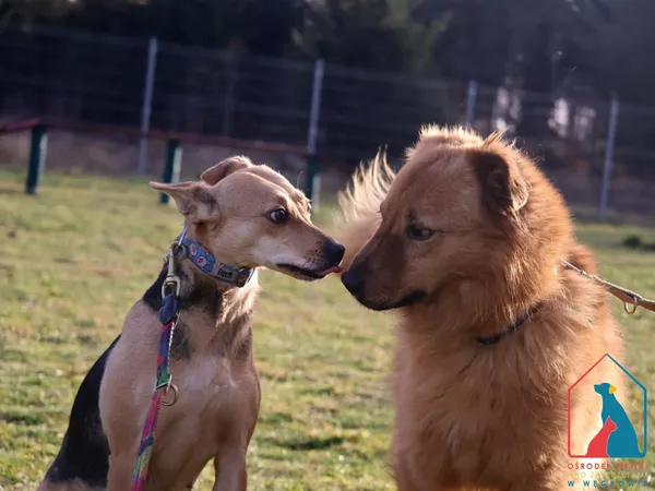 Pies do adopcji, Grudziądz, 17 sierpnia 2023 (5/5)