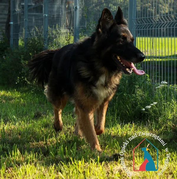 Pies do adopcji, Węgrowo, 21 sierpnia 2023 (2/5)