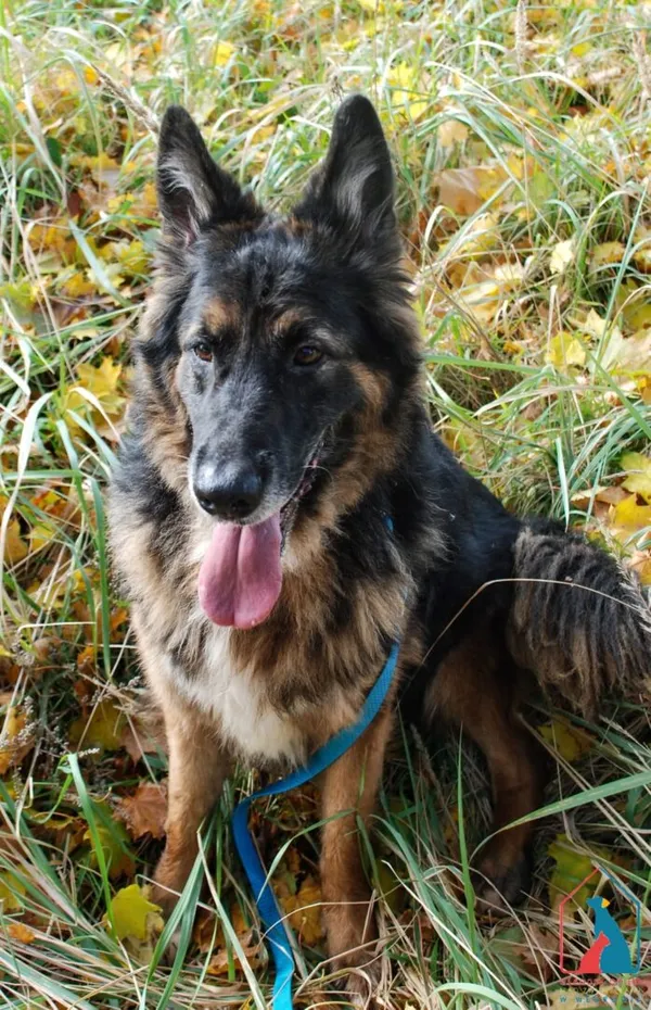 Pies do adopcji, Grudziądz, 21 sierpnia 2023 (1/5)