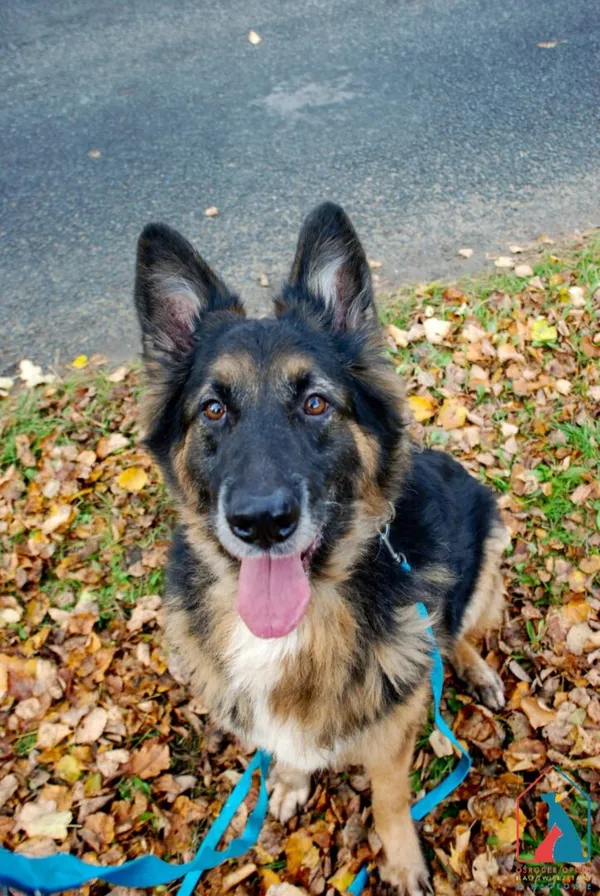 Pies do adopcji, Grudziądz, 21 sierpnia 2023 (3/5)