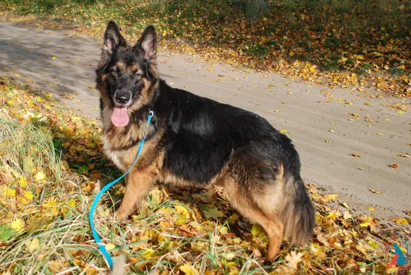 Pies do adopcji, Grudziądz, 21 sierpnia 2023 (4/5)