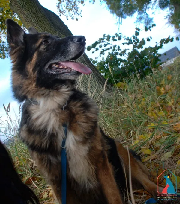 Pies do adopcji, Grudziądz, 21 sierpnia 2023 (5/5)