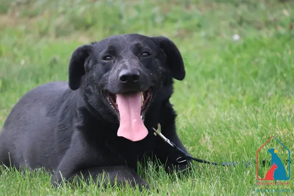 Oddam zwierzę, Grudziądz, 10 listopada 2023 (2/5)