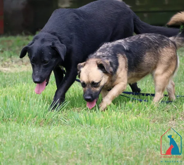 Oddam zwierzę, Grudziądz, 10 listopada 2023 (4/5)