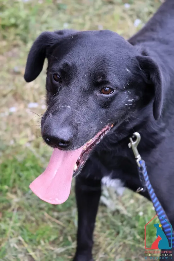 Oddam zwierzę, Grudziądz, 10 listopada 2023 (5/5)