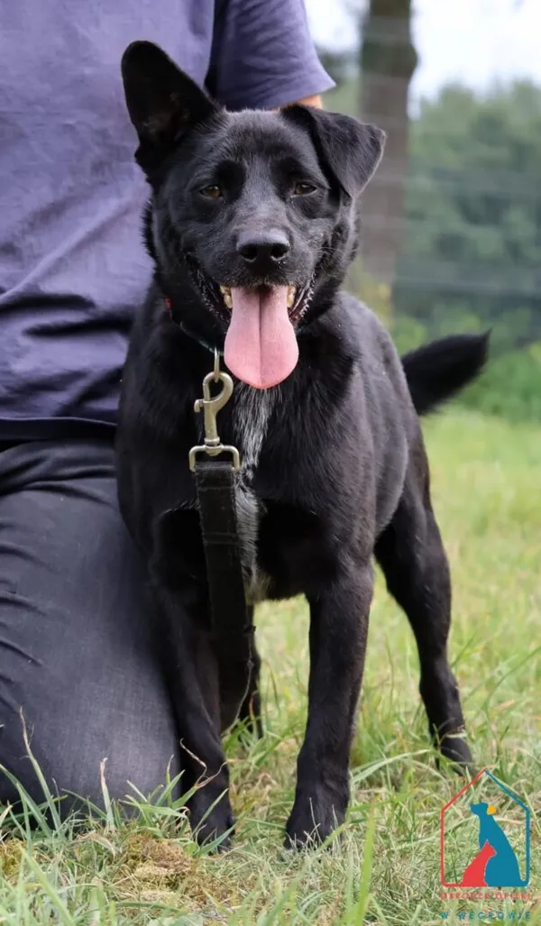 Pies do adopcji, Grudziądz, 22 września 2023 (1/5)