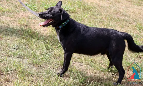 Pies do adopcji, Grudziądz, 22 września 2023 (3/5)