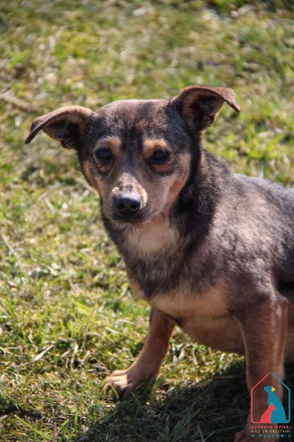 Pies do adopcji, Grudziądz, 11 września 2023 (1/5)