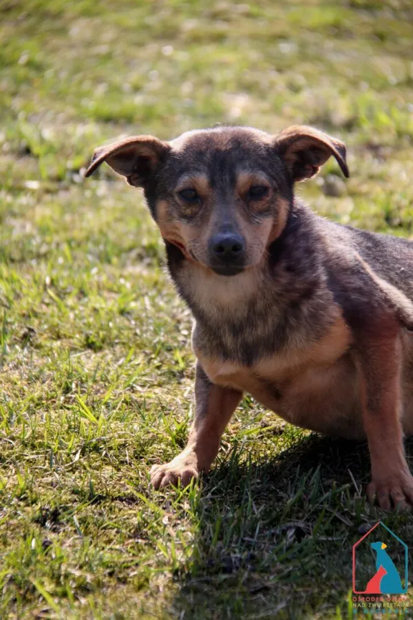 Pies do adopcji, Grudziądz, 11 września 2023 (3/5)