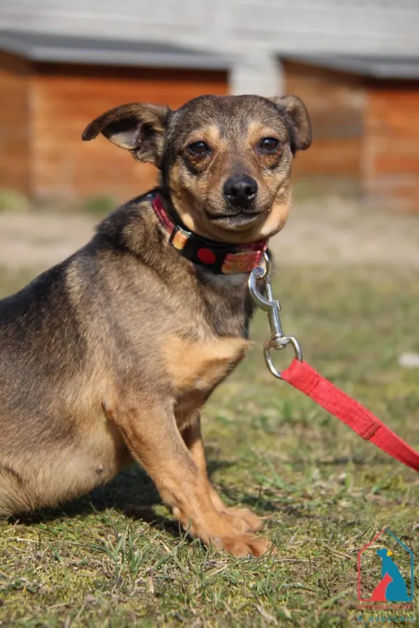 Pies do adopcji, Grudziądz, 11 września 2023 (4/5)