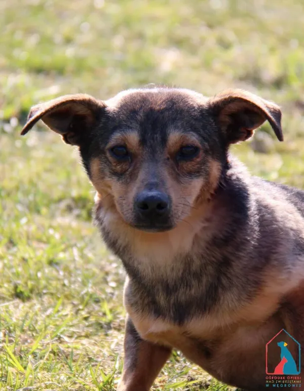 Pies do adopcji, Grudziądz, 11 września 2023 (5/5)