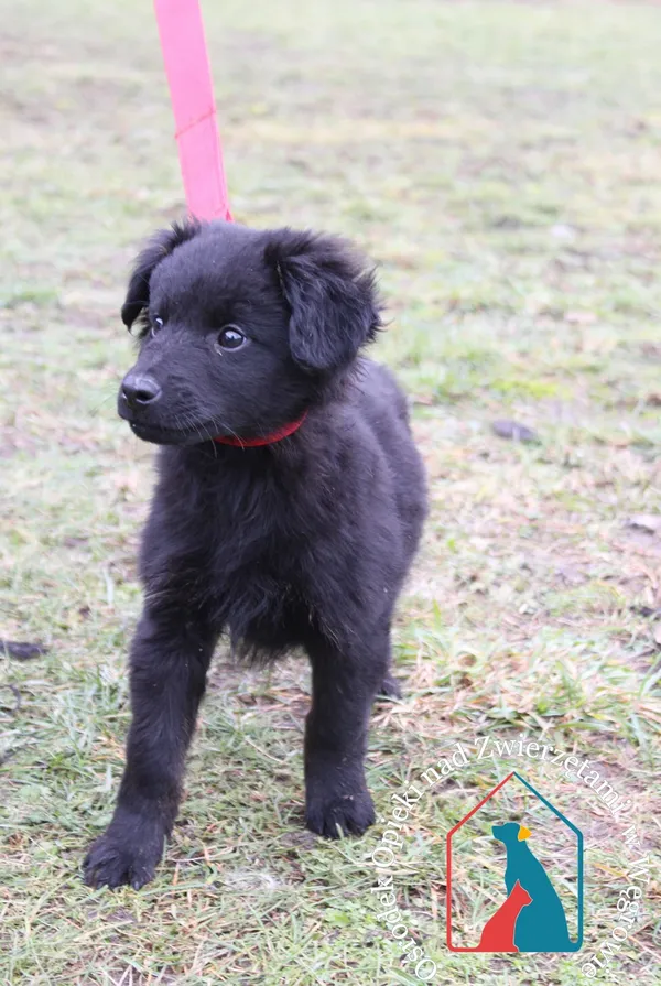 Pies do adopcji, Grudziądz, 13 grudnia 2023