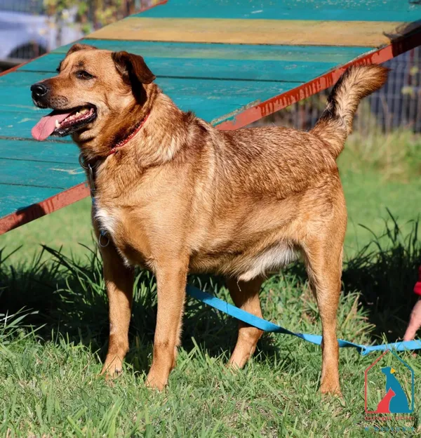 Pies do adopcji, Grudziądz, 1 sierpnia 2023 (2/5)