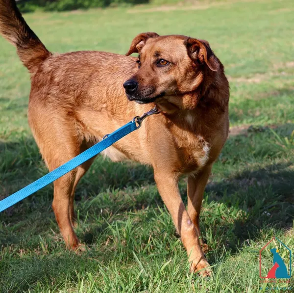 Pies do adopcji, Grudziądz, 1 sierpnia 2023 (3/5)