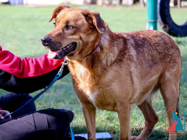 Pies do adopcji, Grudziądz, 1 sierpnia 2023 (4/5)