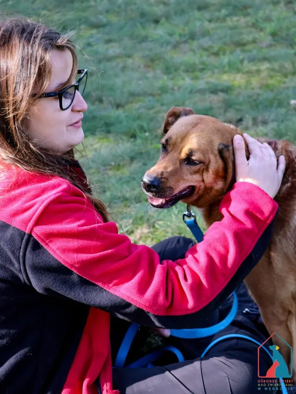 Pies do adopcji, Grudziądz, 1 sierpnia 2023 (5/5)