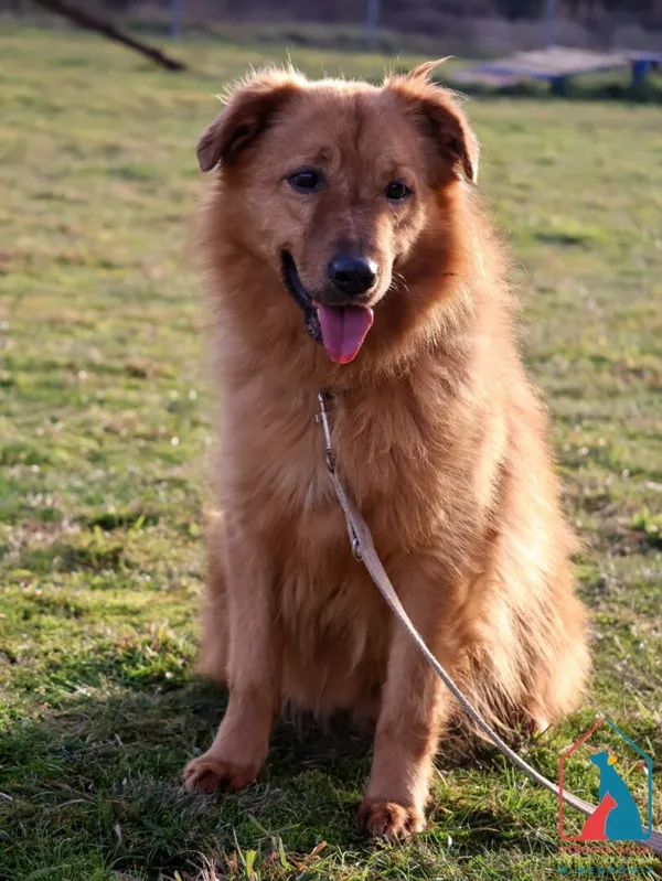 Pies do adopcji, Grudziądz, 15 września 2023 (2/5)