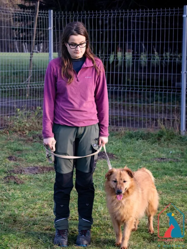 Pies do adopcji, Grudziądz, 15 września 2023 (4/5)