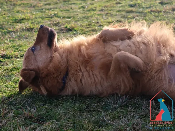 Pies do adopcji, Grudziądz, 15 września 2023 (5/5)