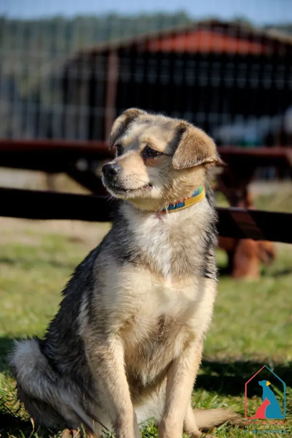 Pies do adopcji, Grudziądz, 19 września 2023 (4/5)