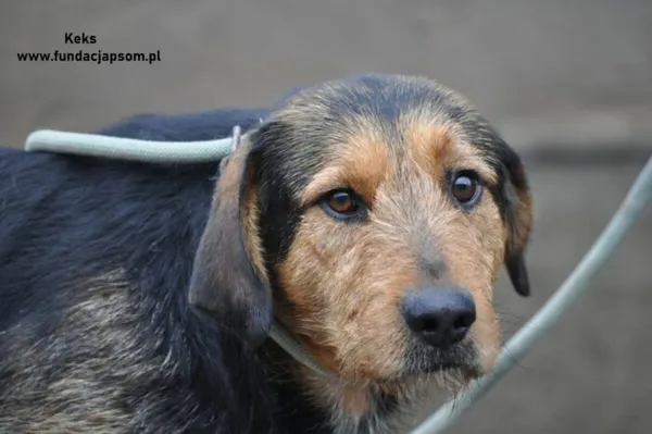 Pies do adopcji, Nowy Dwór Mazowiecki, 26 grudnia 2023 (1/4)