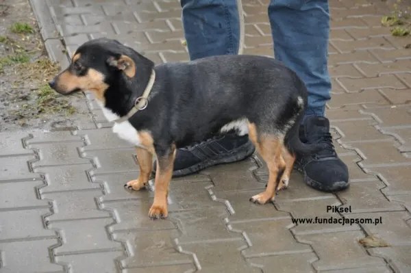 Pies do adopcji, Nowy Dwór Mazowiecki, 26 grudnia 2023 (2/5)