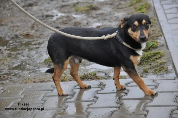 Pies do adopcji, Nowy Dwór Mazowiecki, 26 grudnia 2023 (4/5)