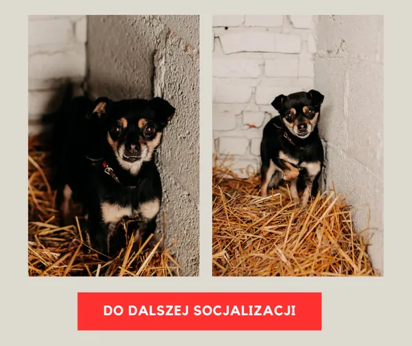 Pies do adopcji, Czartki, 27 grudnia 2023
