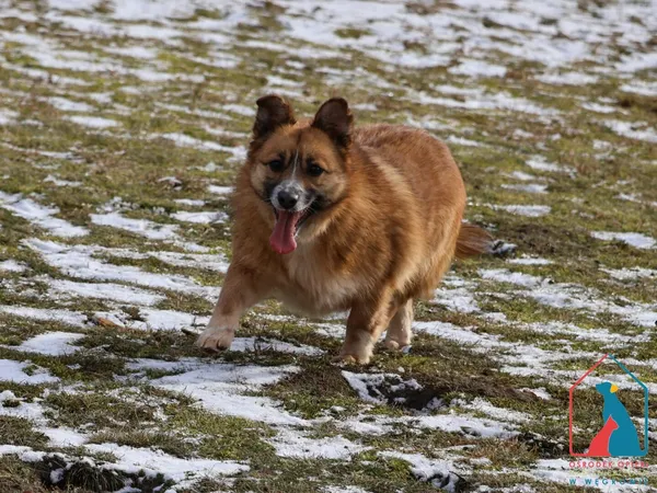 Pies do adopcji, Grudziądz, 13 grudnia 2023 (1/5)