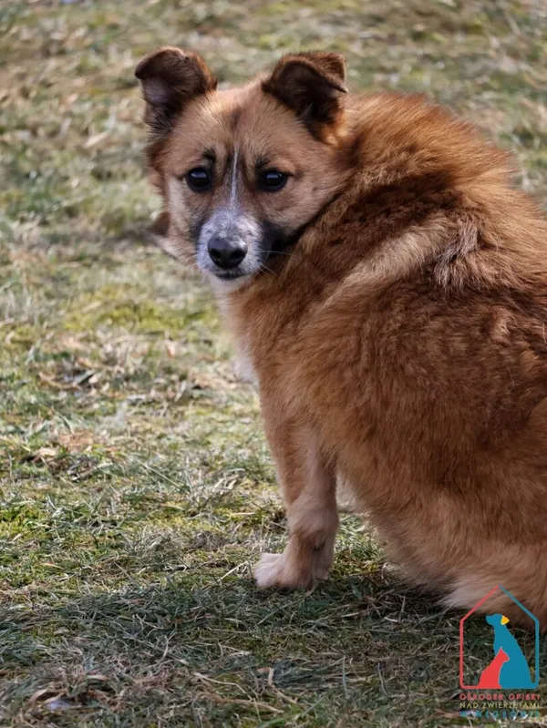 Pies do adopcji, Grudziądz, 13 grudnia 2023 (2/5)