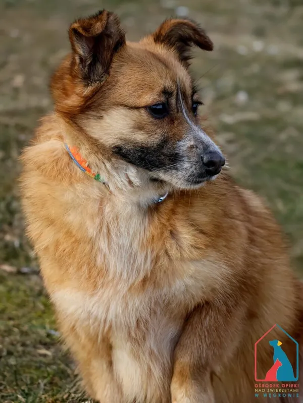 Pies do adopcji, Grudziądz, 13 grudnia 2023 (4/5)