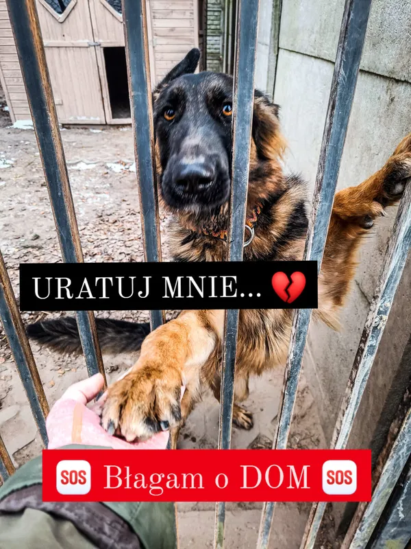 Pies do adopcji, Korabiewice, 27 grudnia 2023 (1/4)