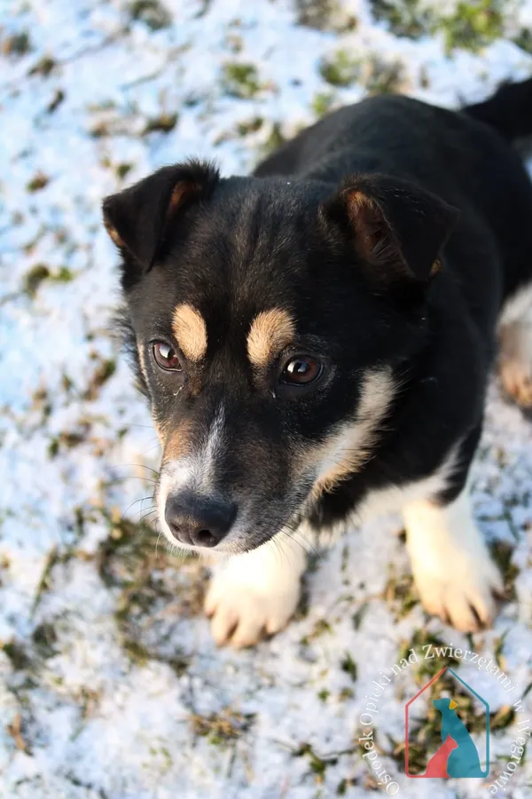 Pies do adopcji, Węgrowo, 13 grudnia 2023 (2/5)