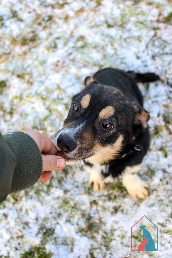 Pies do adopcji, Węgrowo, 13 grudnia 2023 (5/5)