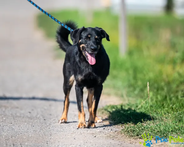 Pies do adopcji, Racławice, 21 grudnia 2023 (4/5)