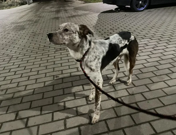 Znaleziono psa, Świdnica, 27 grudnia 2023