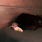 Znaleziono kota