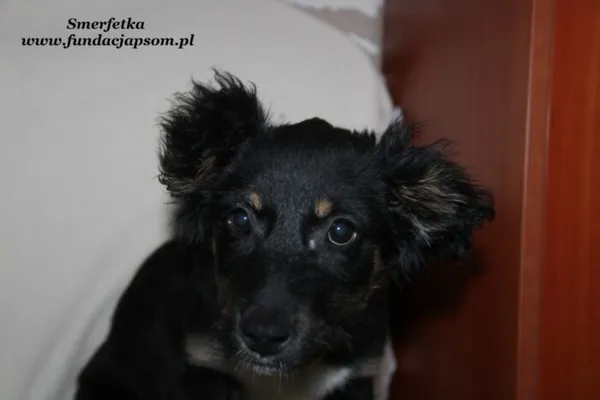 Pies do adopcji, Nowy Dwór Mazowiecki, 28 grudnia 2023 (1/5)