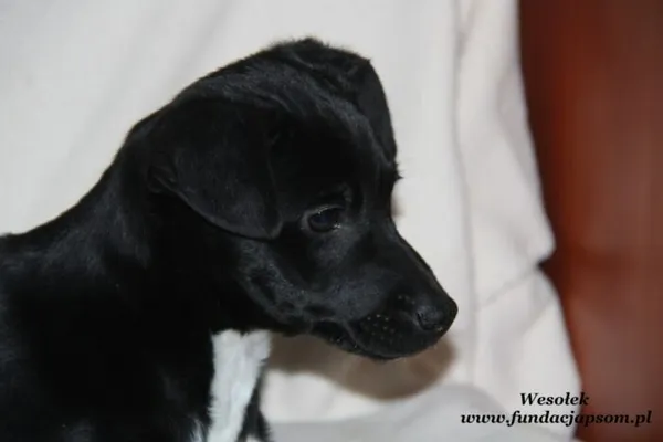 Pies do adopcji, Nowy Dwór Mazowiecki, 28 grudnia 2023 (3/5)