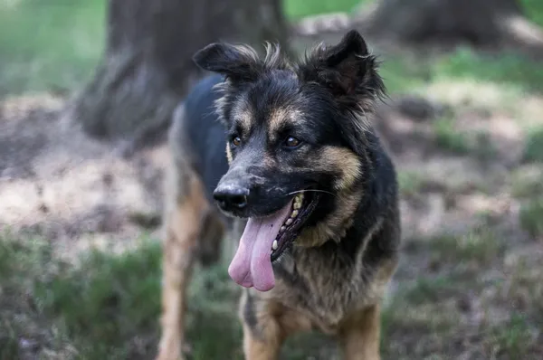 Pies do adopcji, gmina Platerówka, 29 czerwca 2019 (2/5)