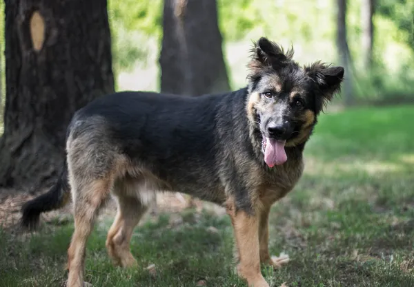 Pies do adopcji, gmina Platerówka, 29 czerwca 2019 (3/5)