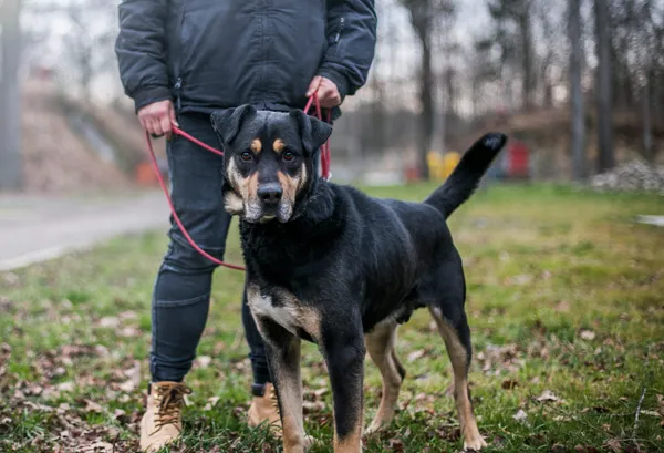 Pies do adopcji, gmina Platerówka, 6 stycznia 2020 (1/5)