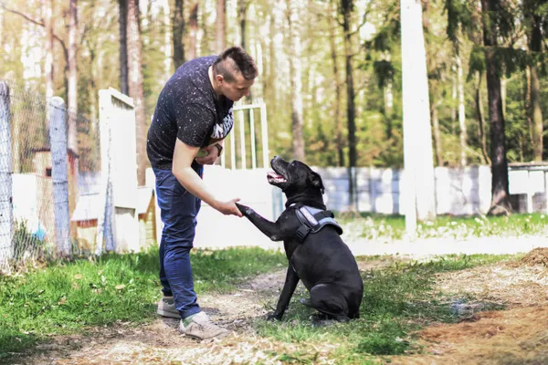 Pies do adopcji, gmina Platerówka, 23 kwietnia 2019 (2/5)