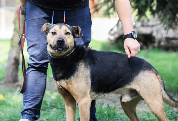 Pies do adopcji, gmina Platerówka, 22 kwietnia 2019 (1/5)