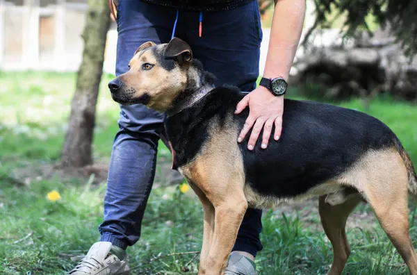 Pies do adopcji, gmina Platerówka, 22 kwietnia 2019 (3/5)