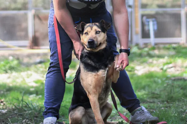 Pies do adopcji, gmina Platerówka, 22 kwietnia 2019 (5/5)