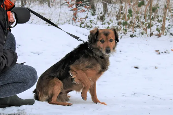 Pies do adopcji, gmina Platerówka, 25 stycznia 2021 (1/3)
