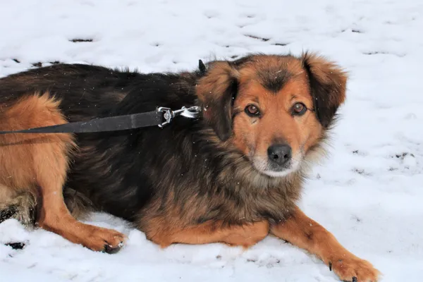 Pies do adopcji, gmina Platerówka, 25 stycznia 2021 (2/3)