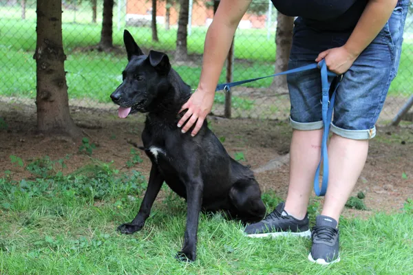 Pies do adopcji, gmina Platerówka, 6 lipca 2020 (2/3)